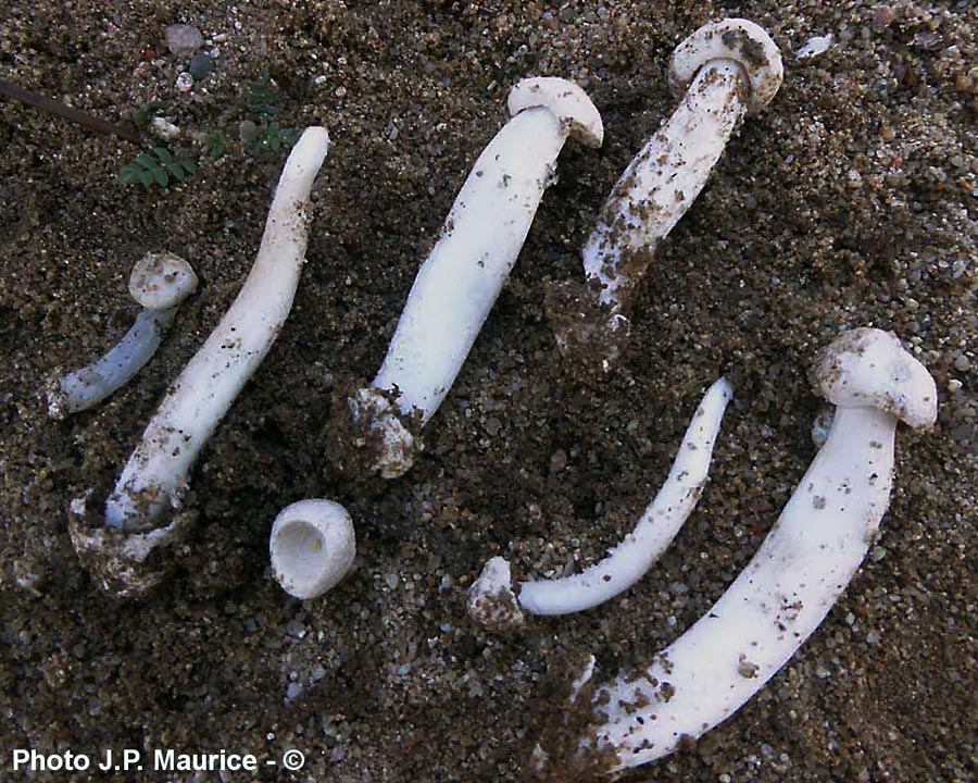 Amanita torrendii