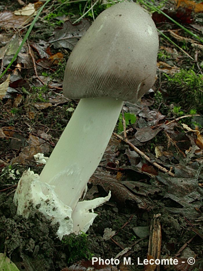 Amanita umbrineolutea