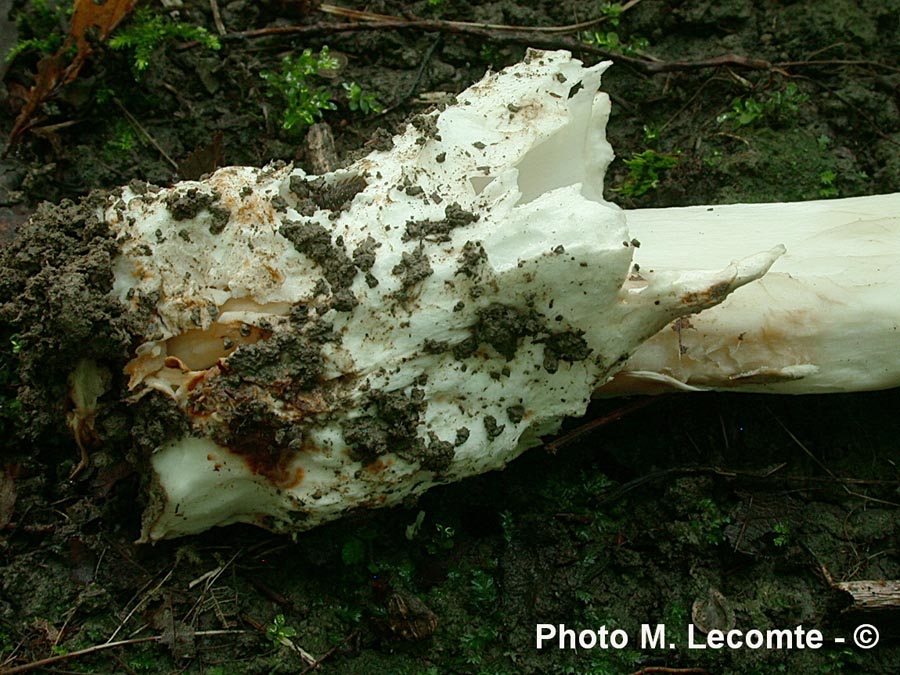 Amanita umbrineolutea