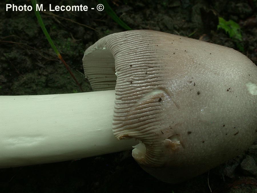 Amanita umbrineolutea