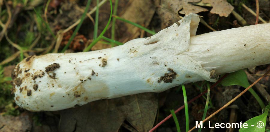 Amanita vaginata