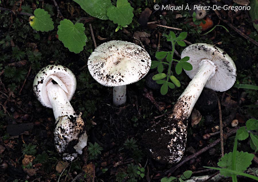 Amanita verna var. decipiens