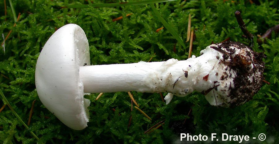 Amanita verna