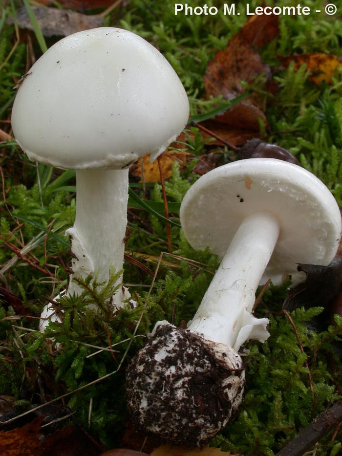 Amanita verna