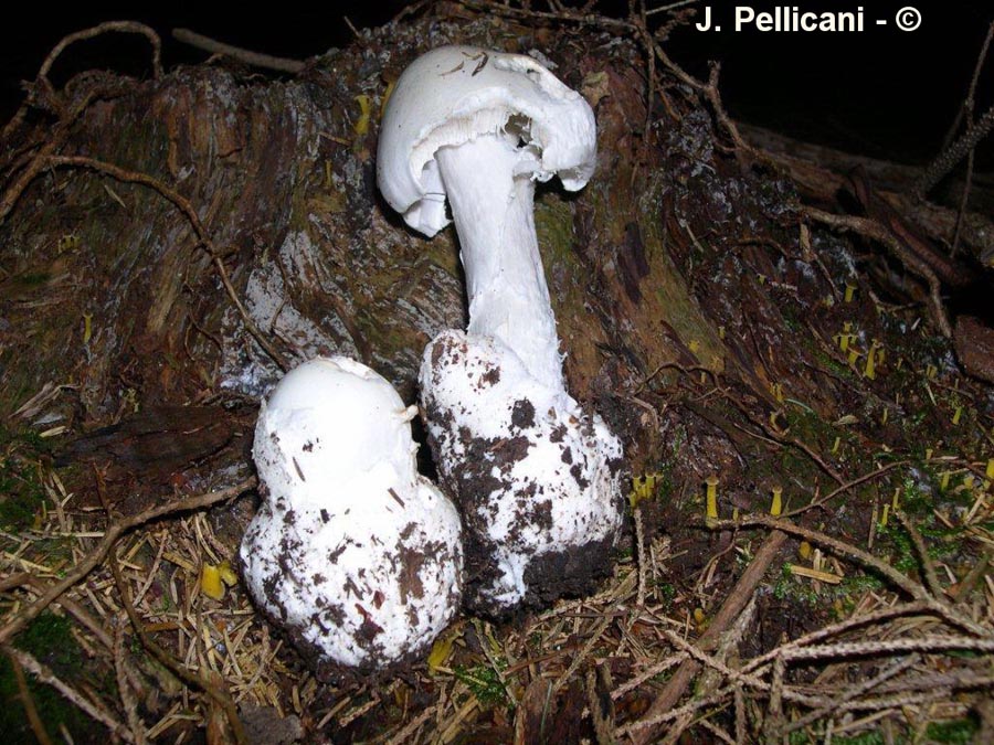 Amanita virosa