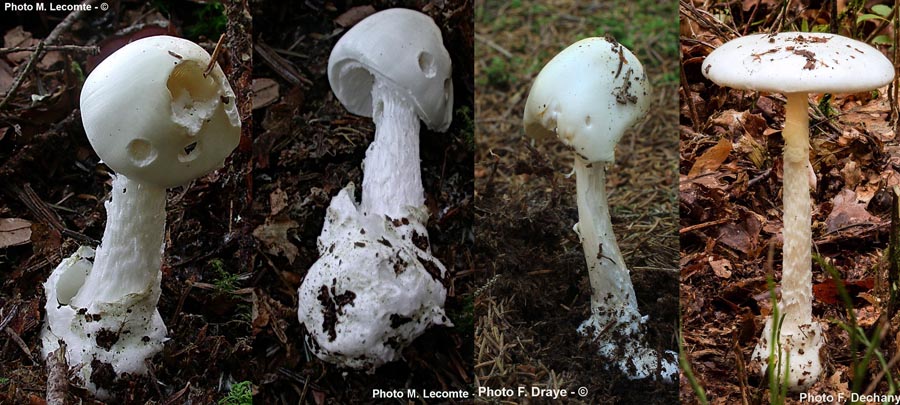 Amanita virosa