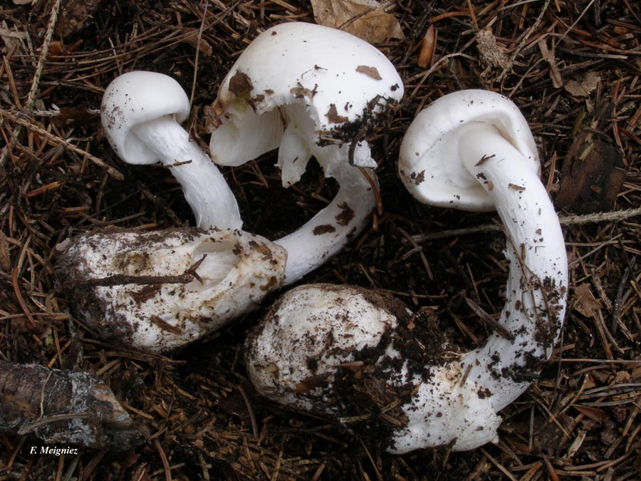 Amanita virosa