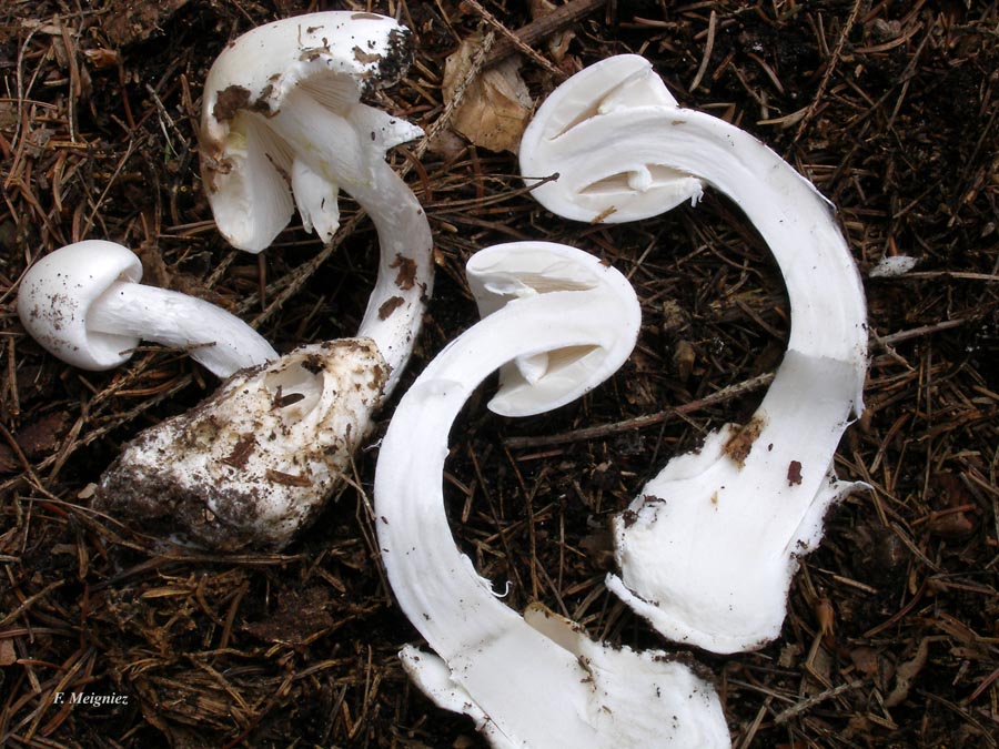 Amanita virosa