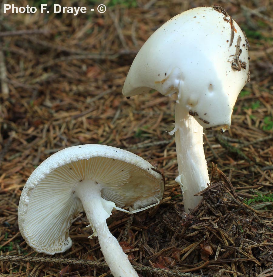 Amanita virosa