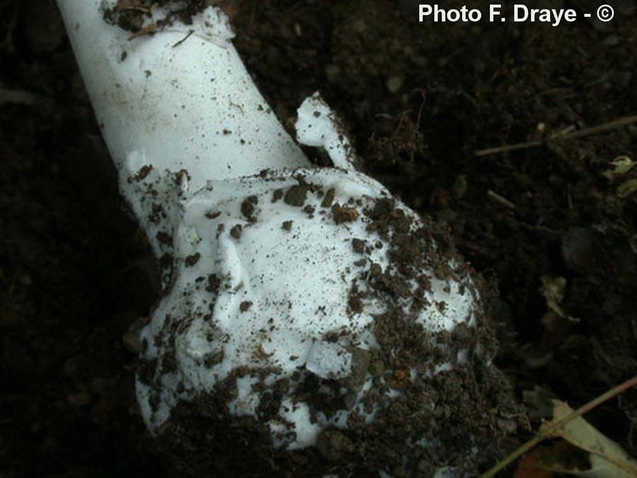 Amanita virosa