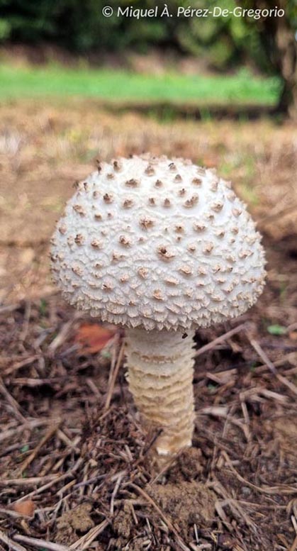 Amanita vittadinii