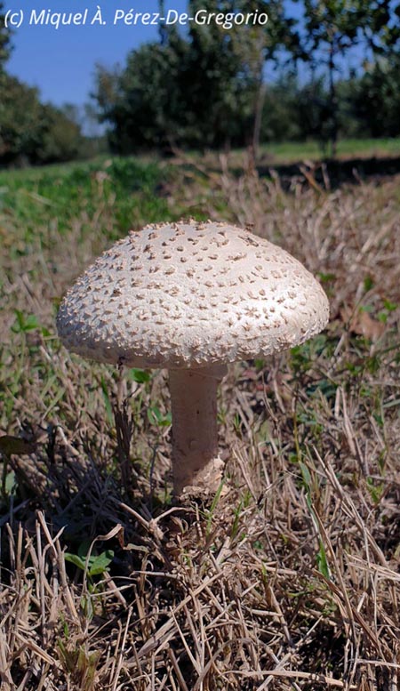 Amanita vittadinii