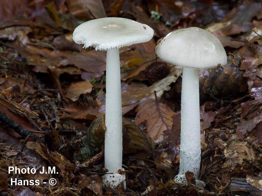 Amanita vladimirii