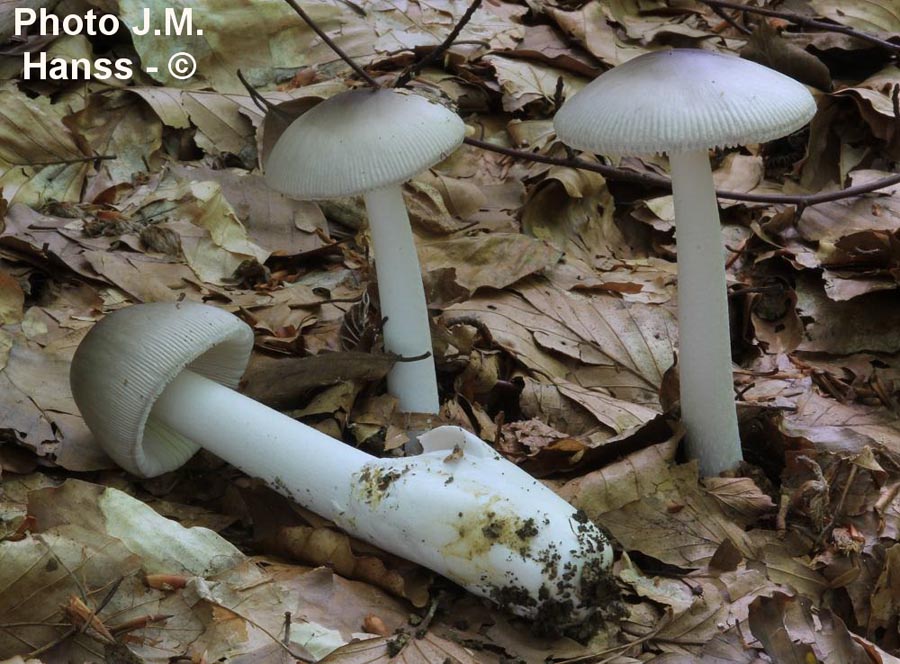 Amanita vladimirii