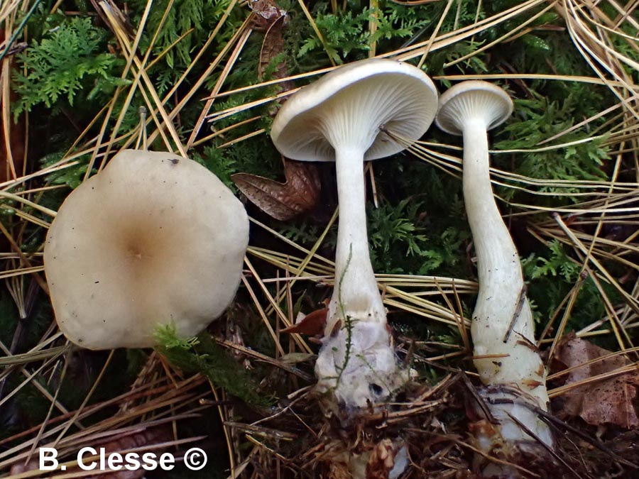Clitocybe clavipes (Ampulloclitocybe clavipes)