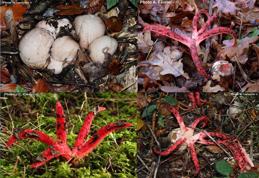 Clathrus archeri (Anthurus archeri)