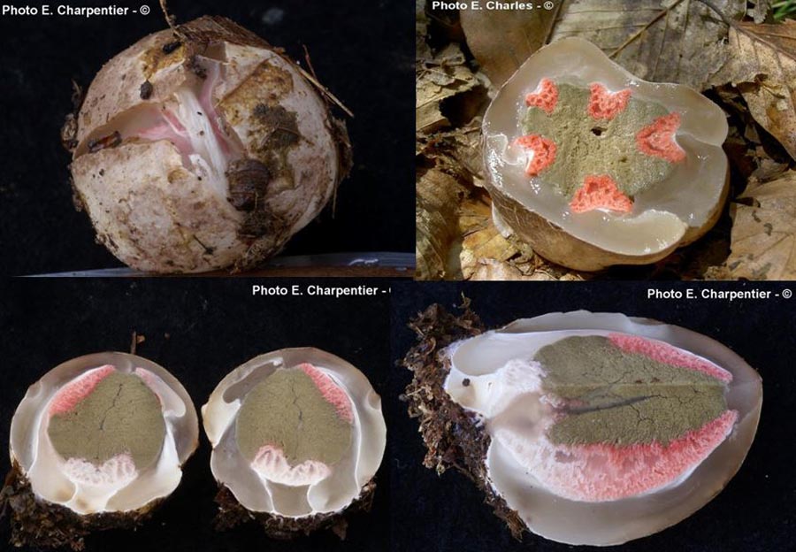 Clathrus archeri (Anthurus archeri)