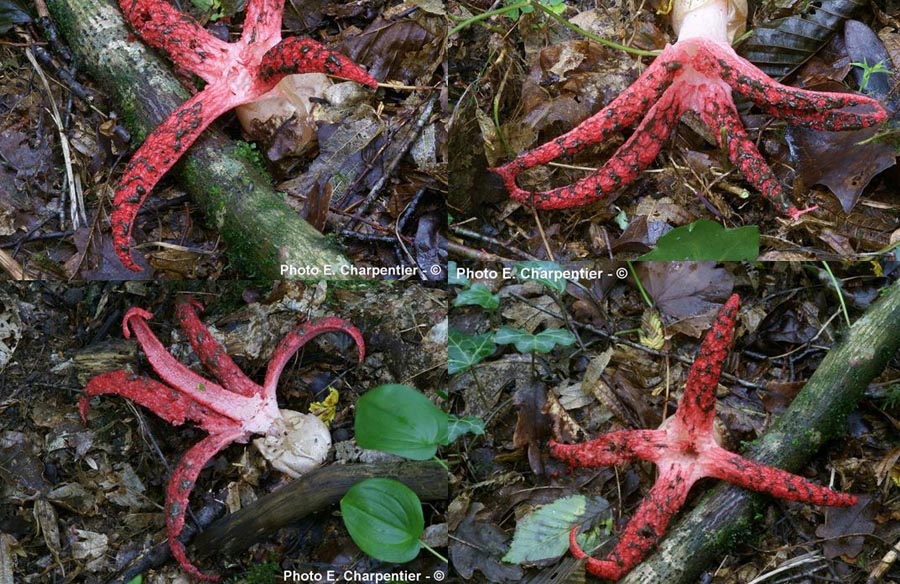 Clathrus archeri (Anthurus archeri)