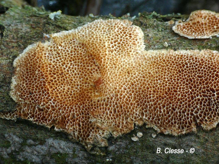 Antrodia albida (Antrodia serpens)