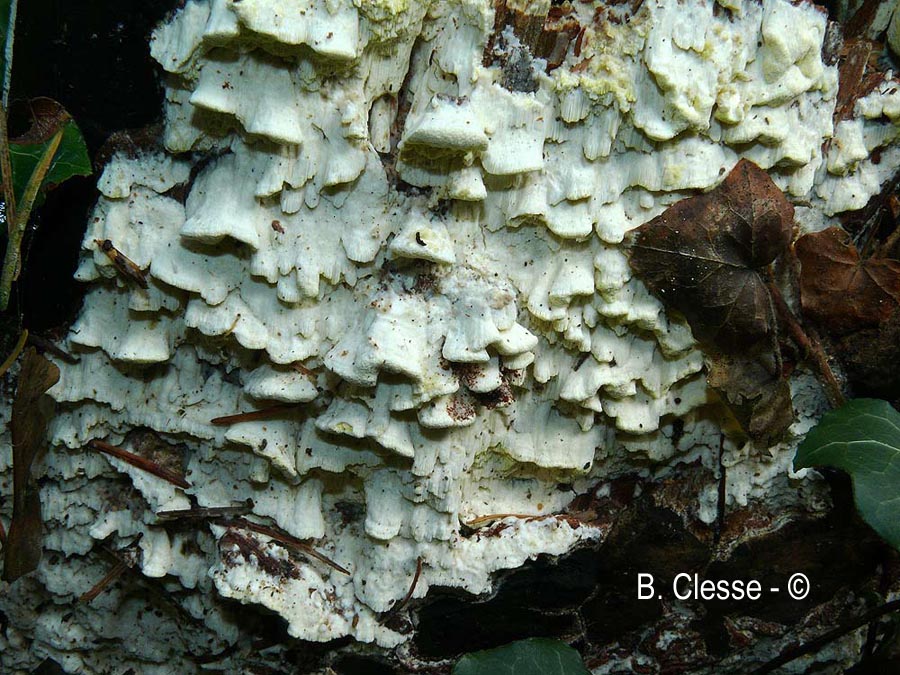 Antrodia xantha (Daedalea xantha)