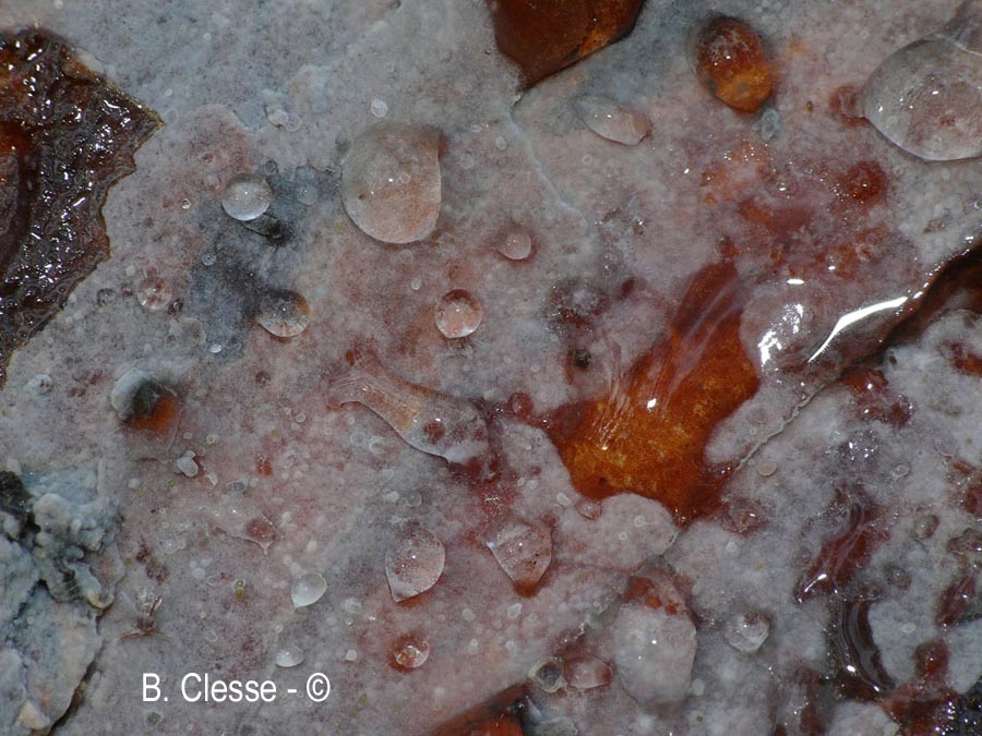 Aphanobasidium subnitens