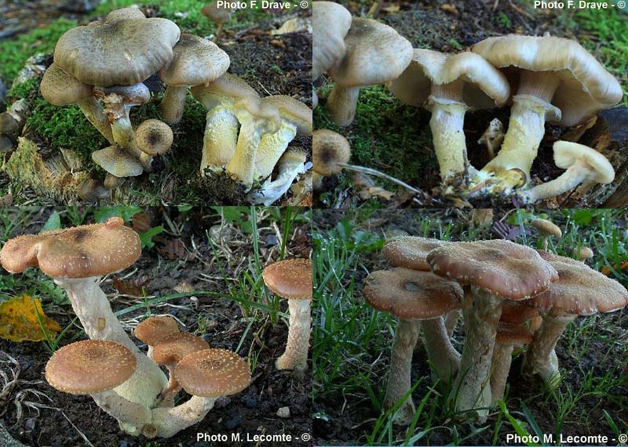 Armillaria bulbosa