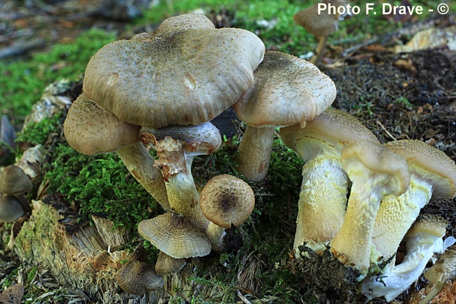 Armillaria bulbosa