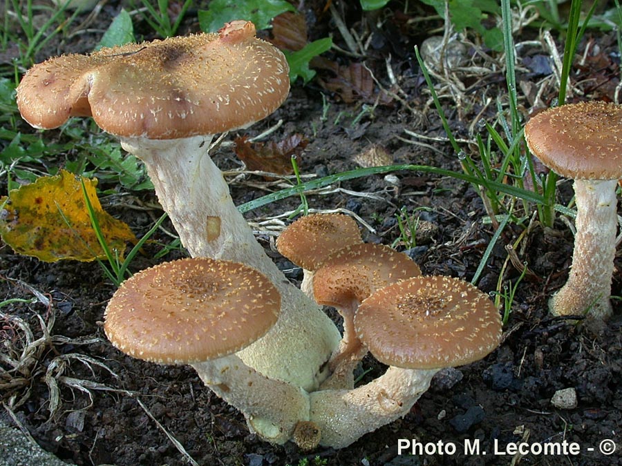 Armillaria bulbosa