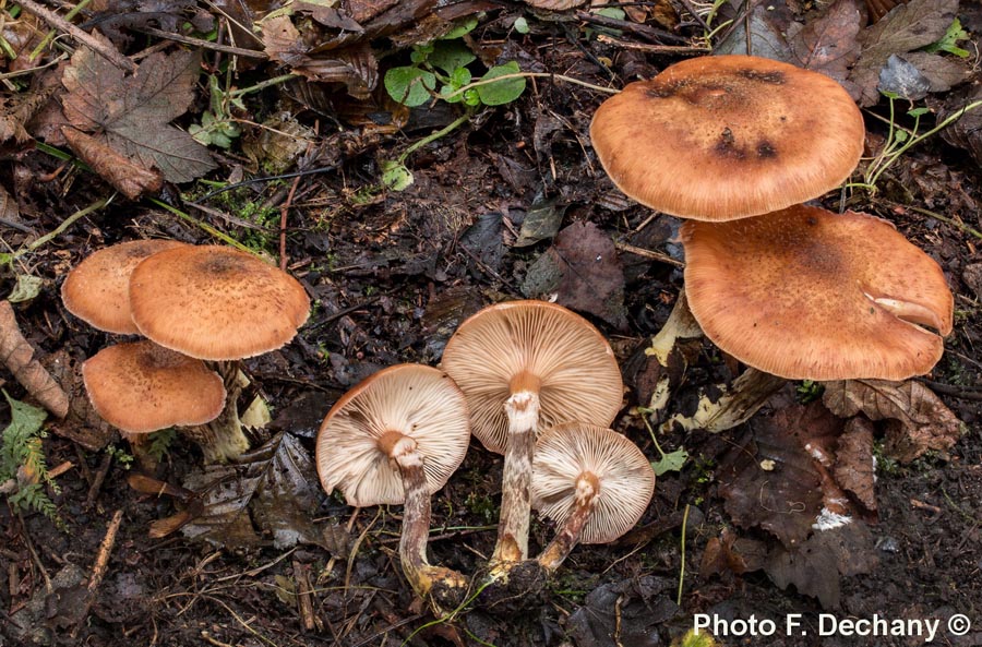 Armillaria cepistipes f. pseudobulbosa