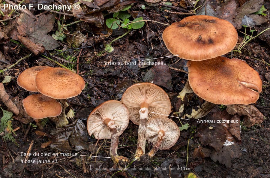 Armillaria cepistipes f. pseudobulbosa