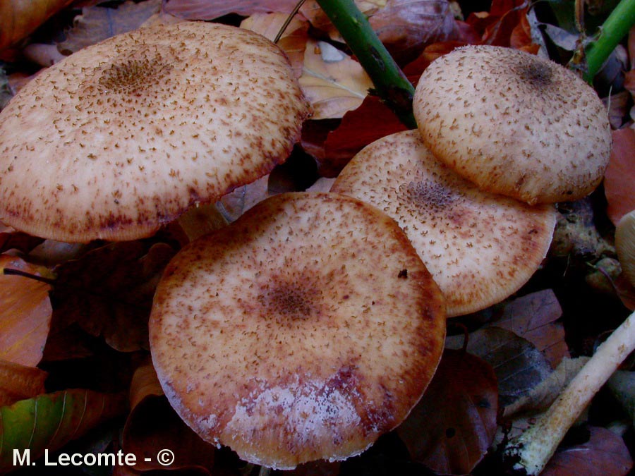 Armillaria cepistipes (Armillaria cepistipes f. pseudobulbosa)