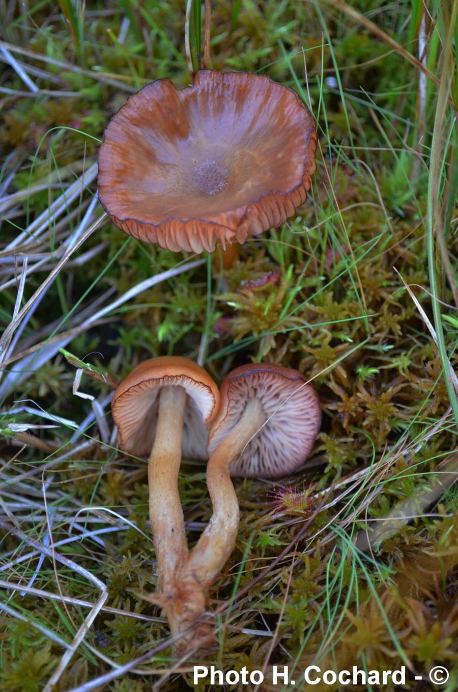 Armillaria ectypa