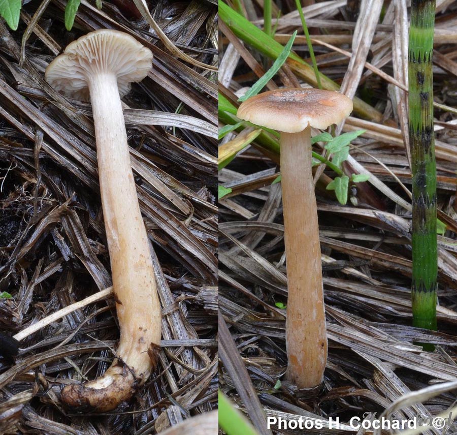 Armillaria ectypa