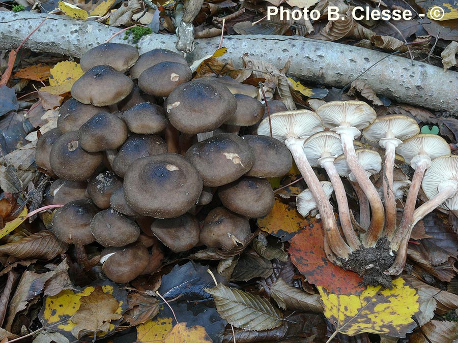 Armillaria griseofusca