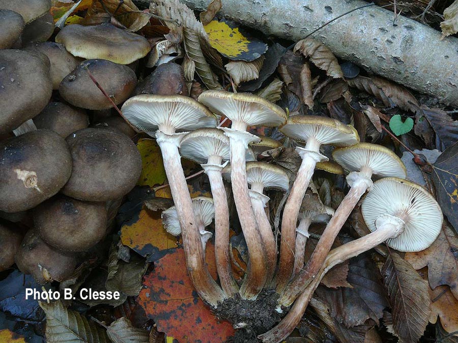 Armillaria griseofusca