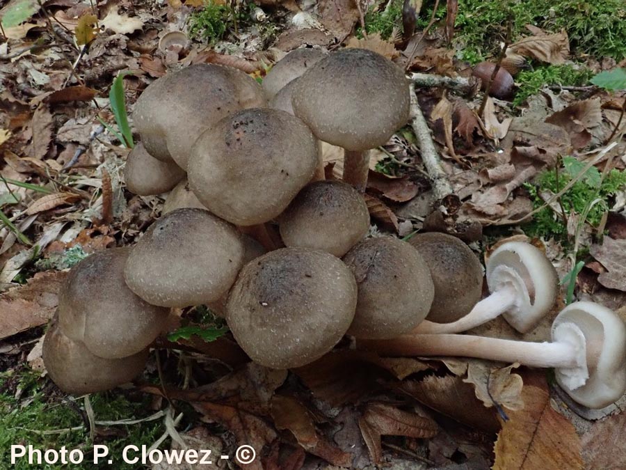 Armillaria griseofusca