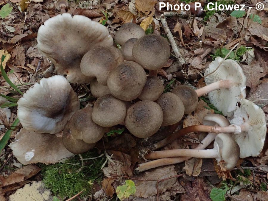 Armillaria griseofusca