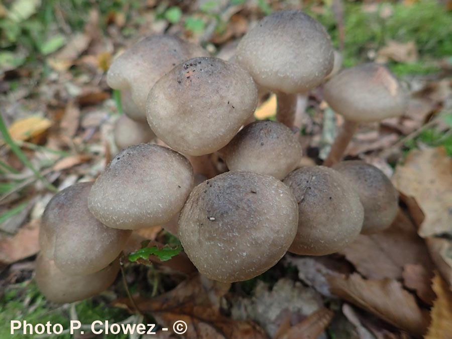 Armillaria griseofusca