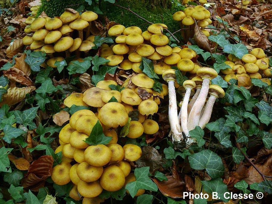 Armillaria mellea