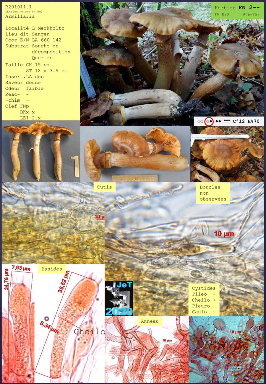 Armillaria mellea 