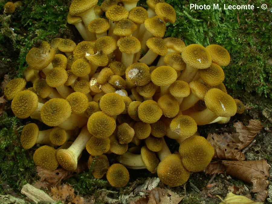 Armillaria mellea