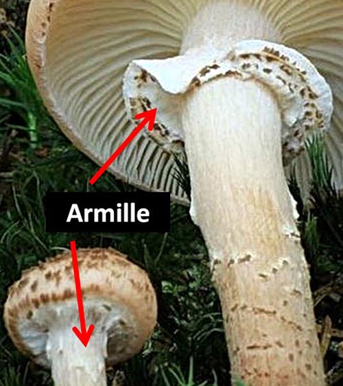 Armillaria ostoyae