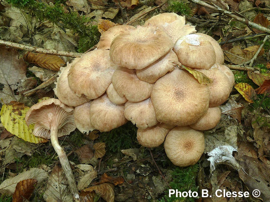 Armillaria tabescens