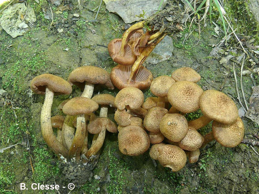 Armillaria tabescens