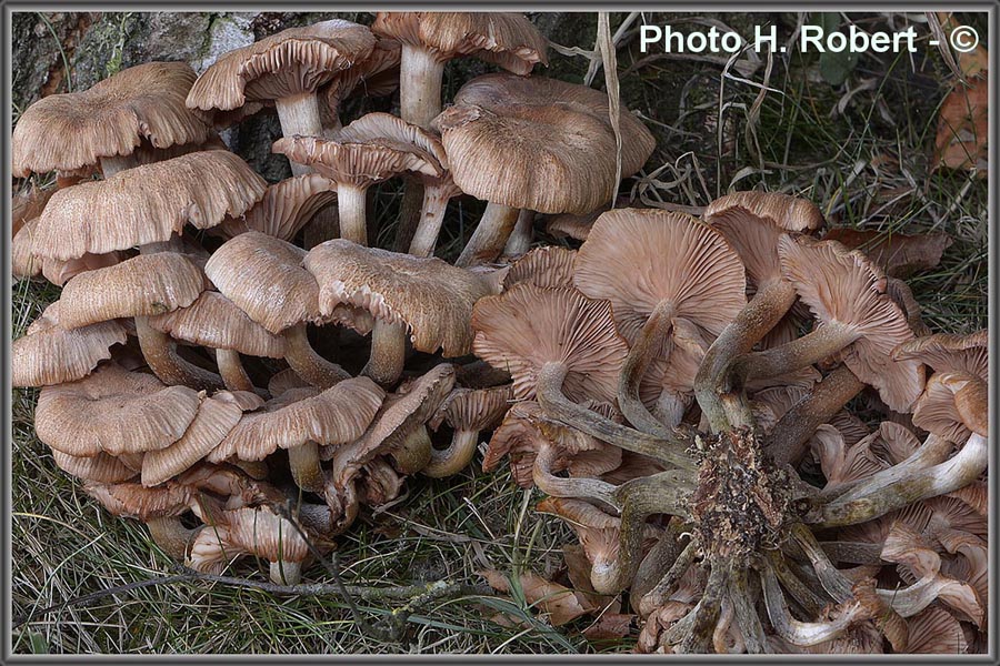 Armillaria tabescens