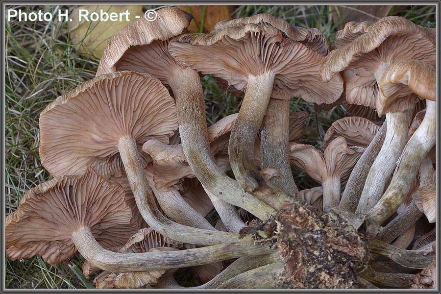 Armillaria tabescens