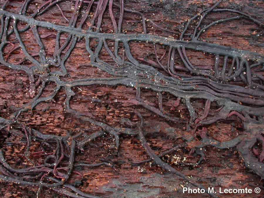 Armillaria tabescens