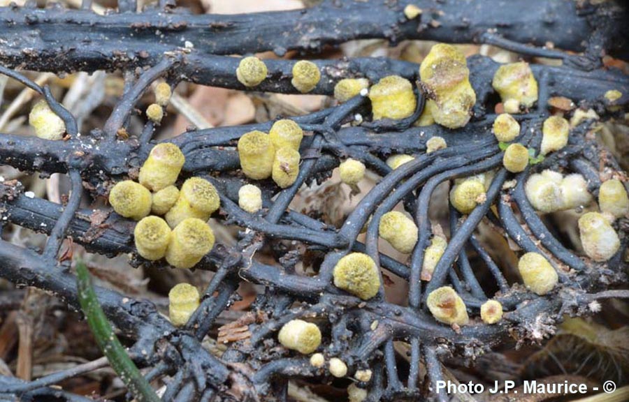 Armillaria mellea