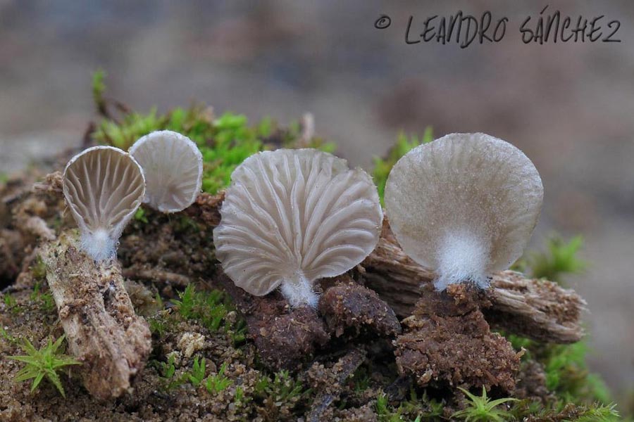 Arrhenia acerosa var. tenella