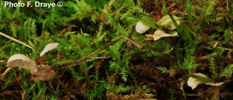 Arrhenia acerosa var. tenella (Arrhenia acerosa)